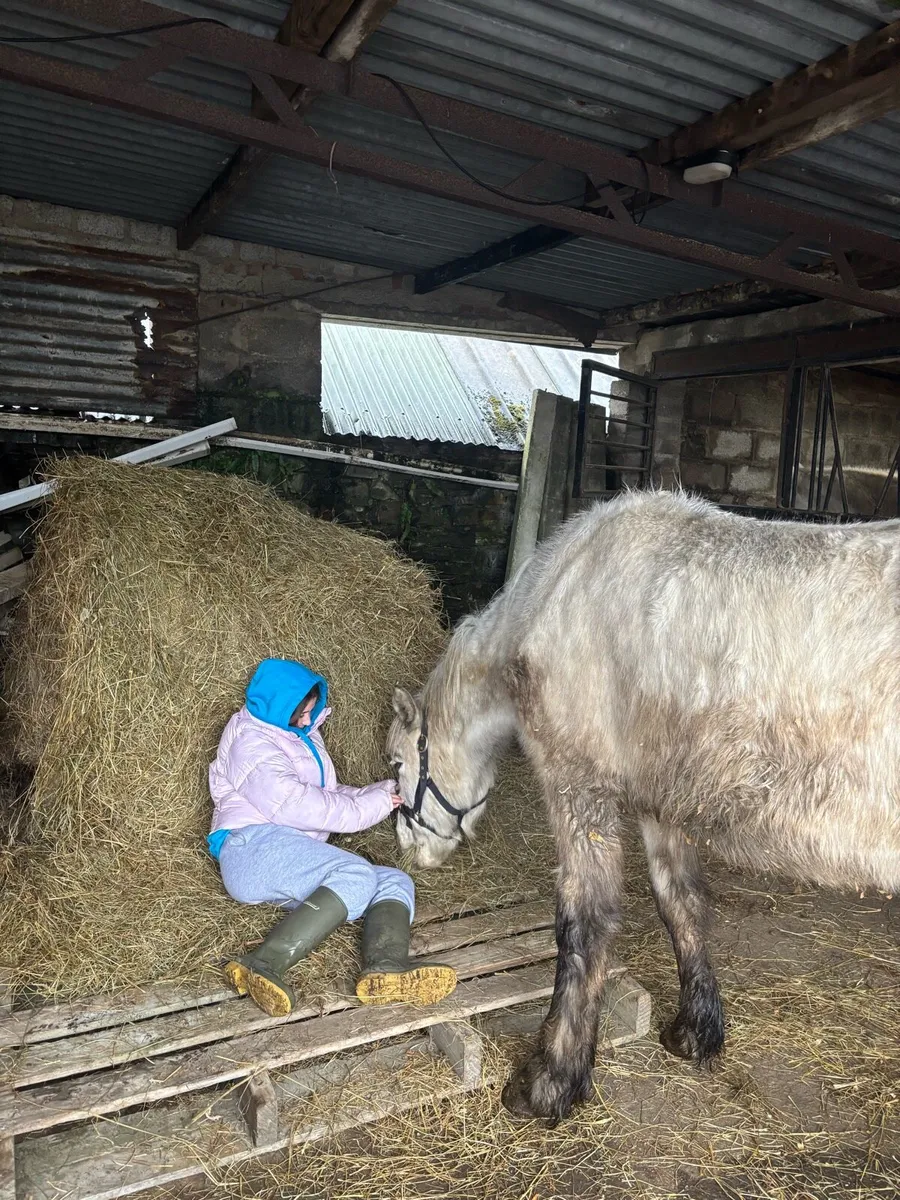 Connemara pony - Image 3