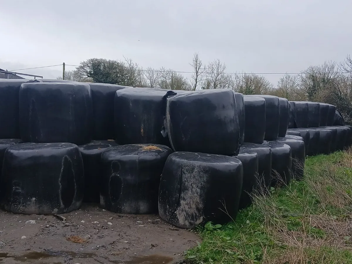 Silage bales - Image 2