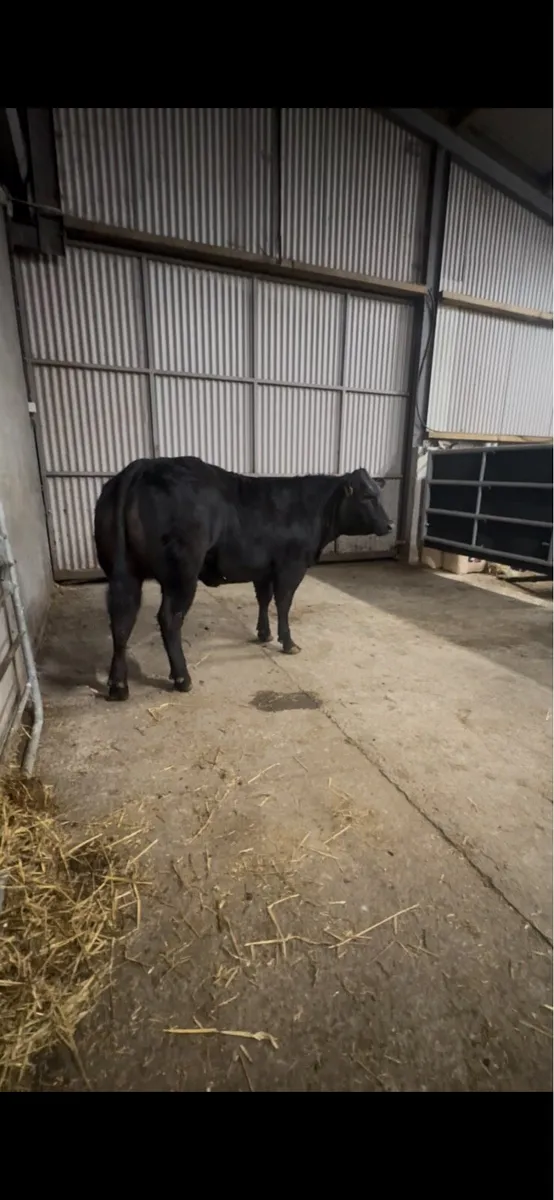 Super limousin heifer - Image 1