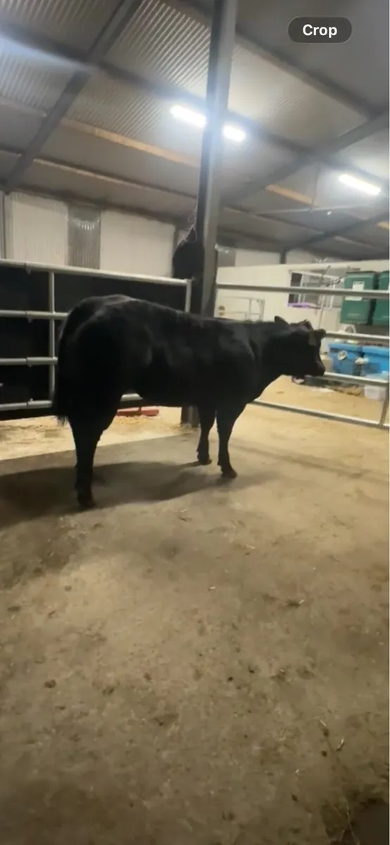 Super limousin heifer - Image 2