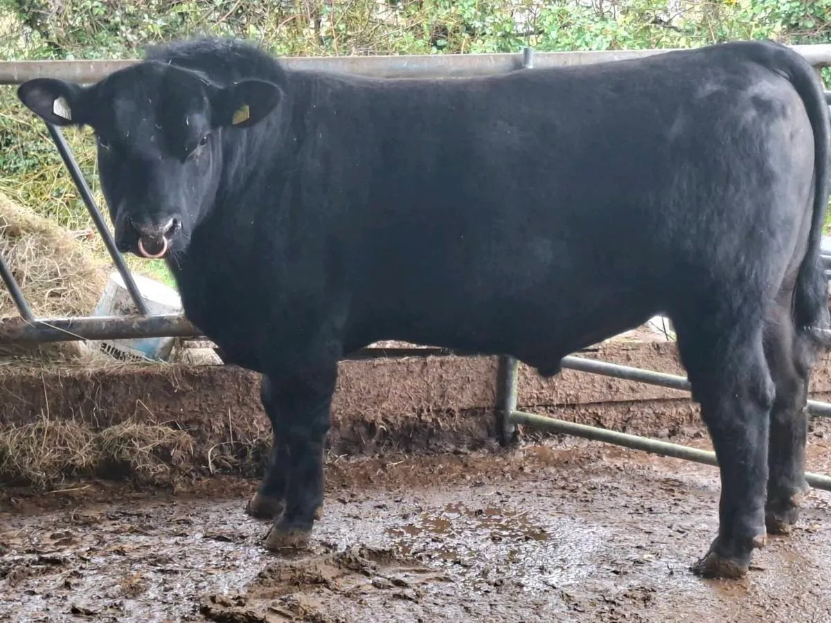 Lot 25 carrick saturday 7 mar - Image 1