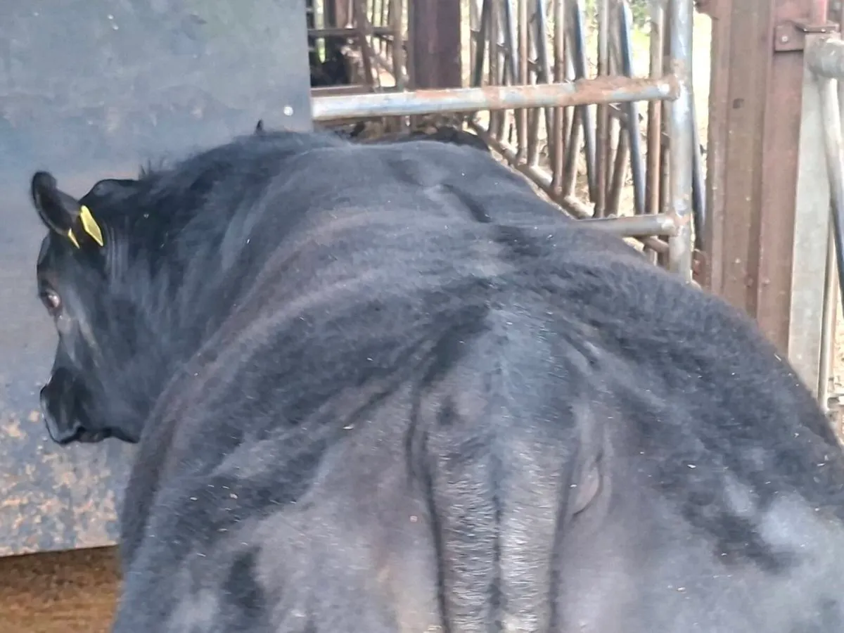 Lot 25 carrick saturday 7 mar - Image 2