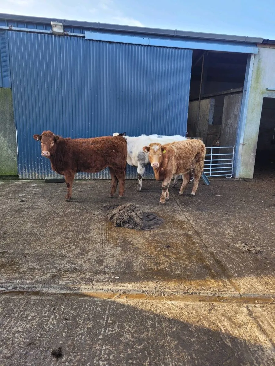 3 hiefers for sale - Image 1