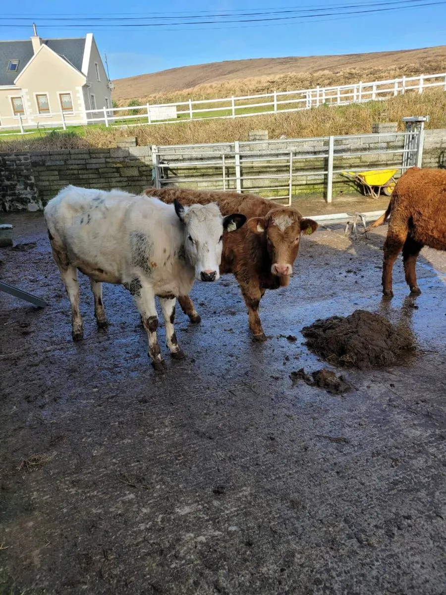 3 hiefers for sale - Image 2