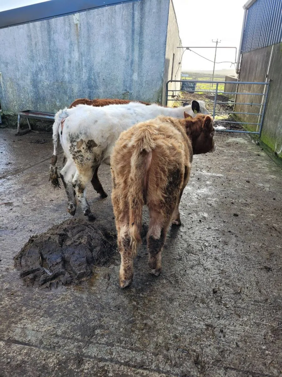 3 hiefers for sale - Image 4