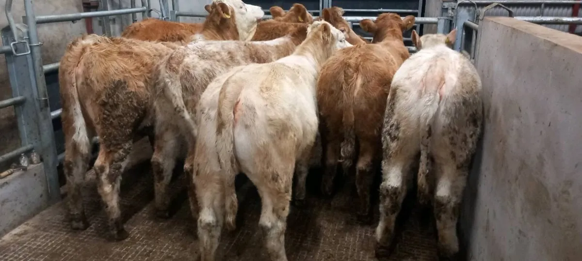 Ch heifers - Image 3