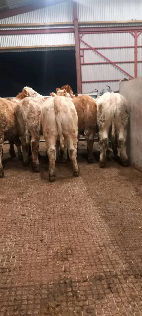 Ch heifers - Image 4