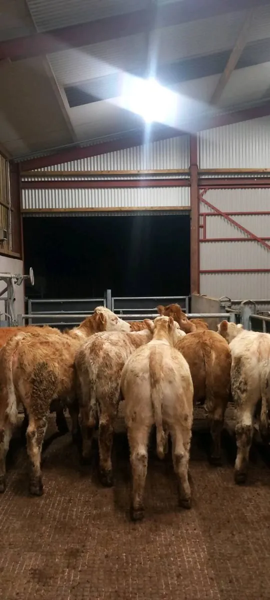 Ch heifers - Image 1