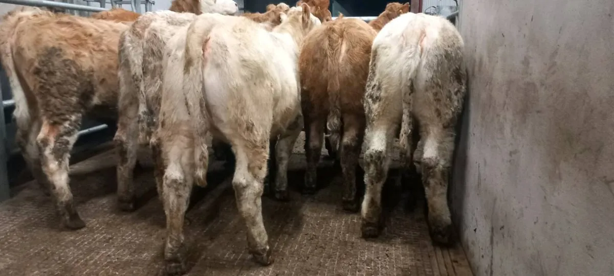 Ch heifers - Image 2