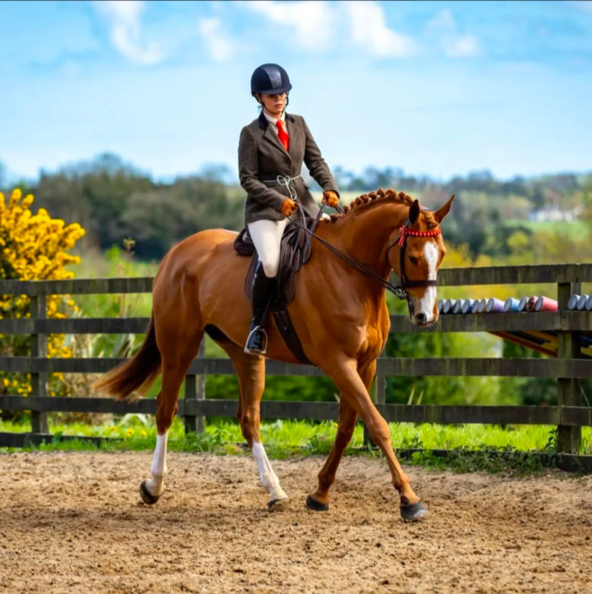 17.1hh TB gelding - Image 1