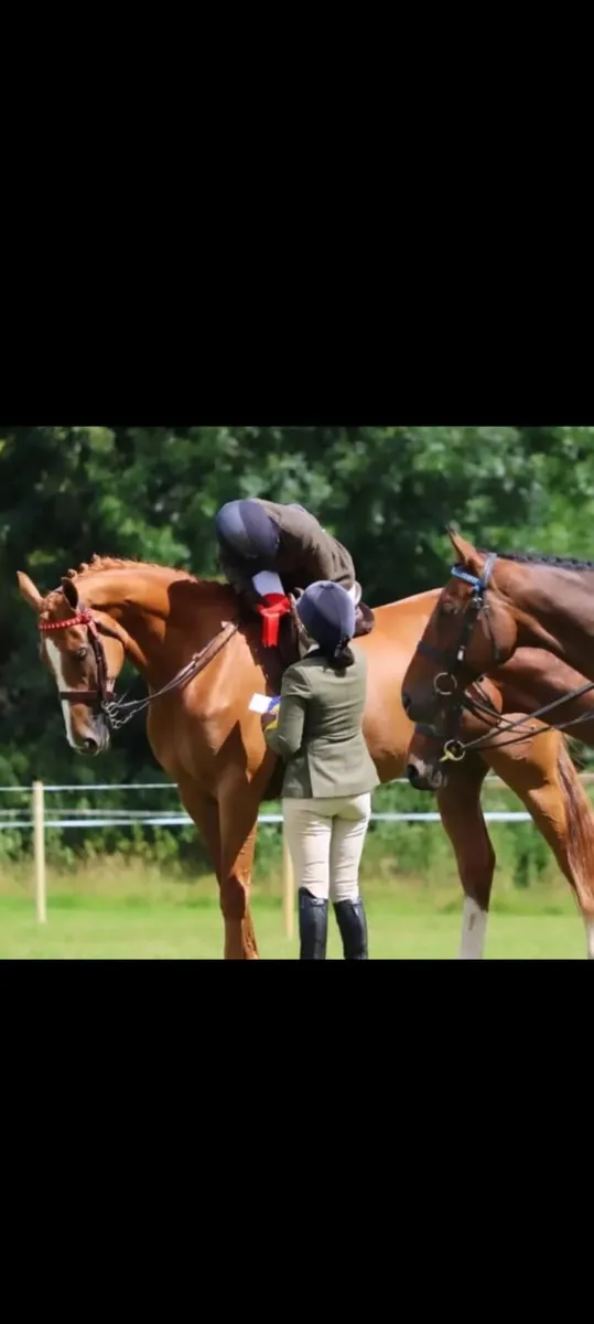 17.1hh TB gelding - Image 2