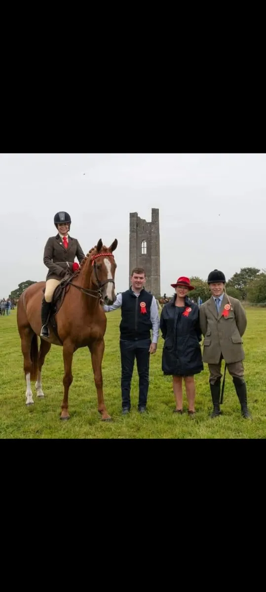 17.1hh TB gelding - Image 4