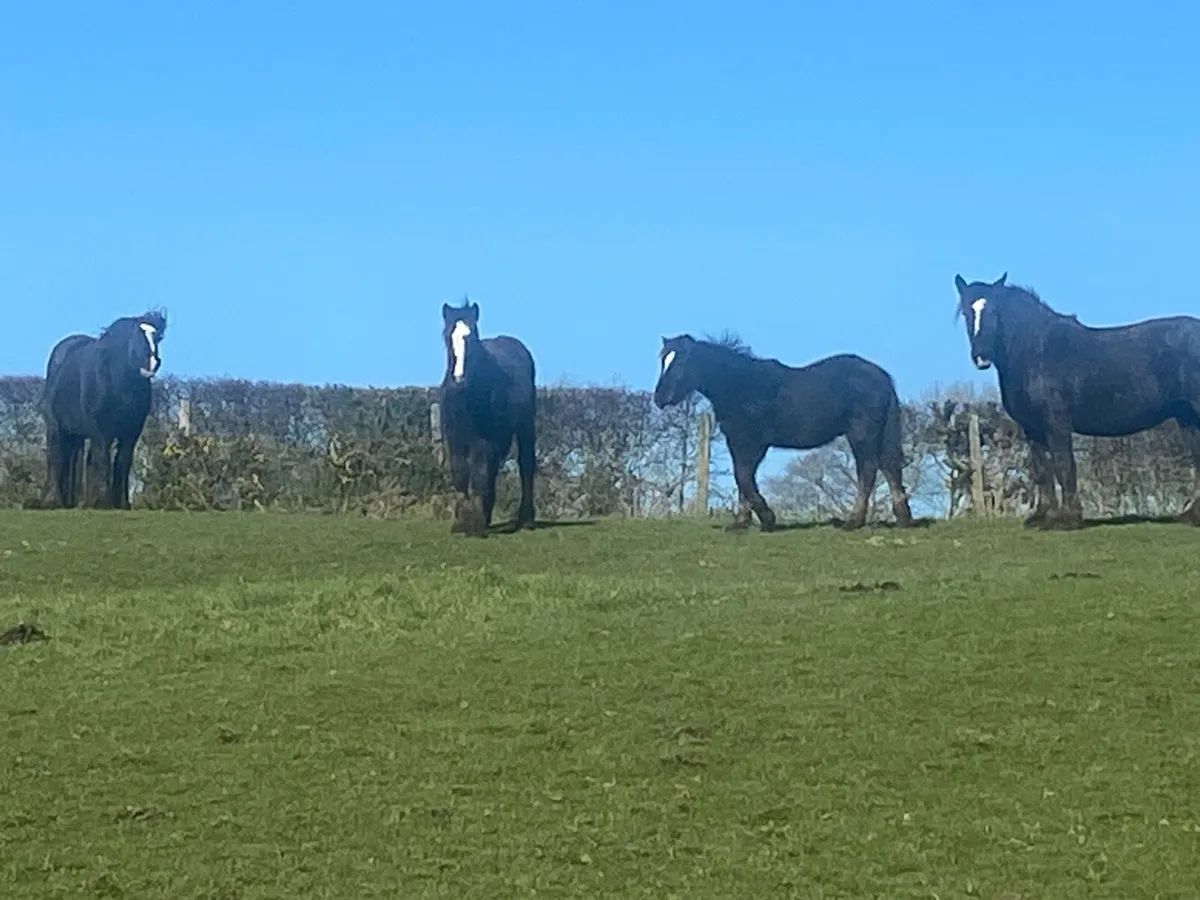 Horses - Image 1