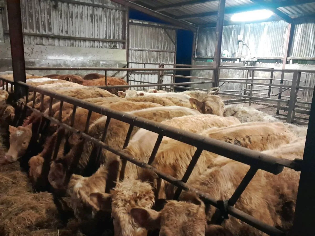 14 Smashing Golden Charlaois bullocks - Image 1