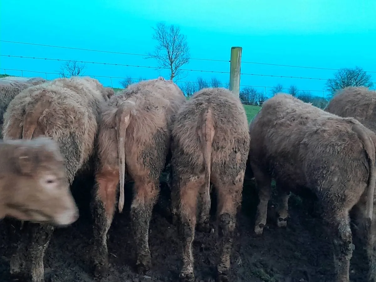 14 Smashing Golden Charlaois bullocks - Image 2