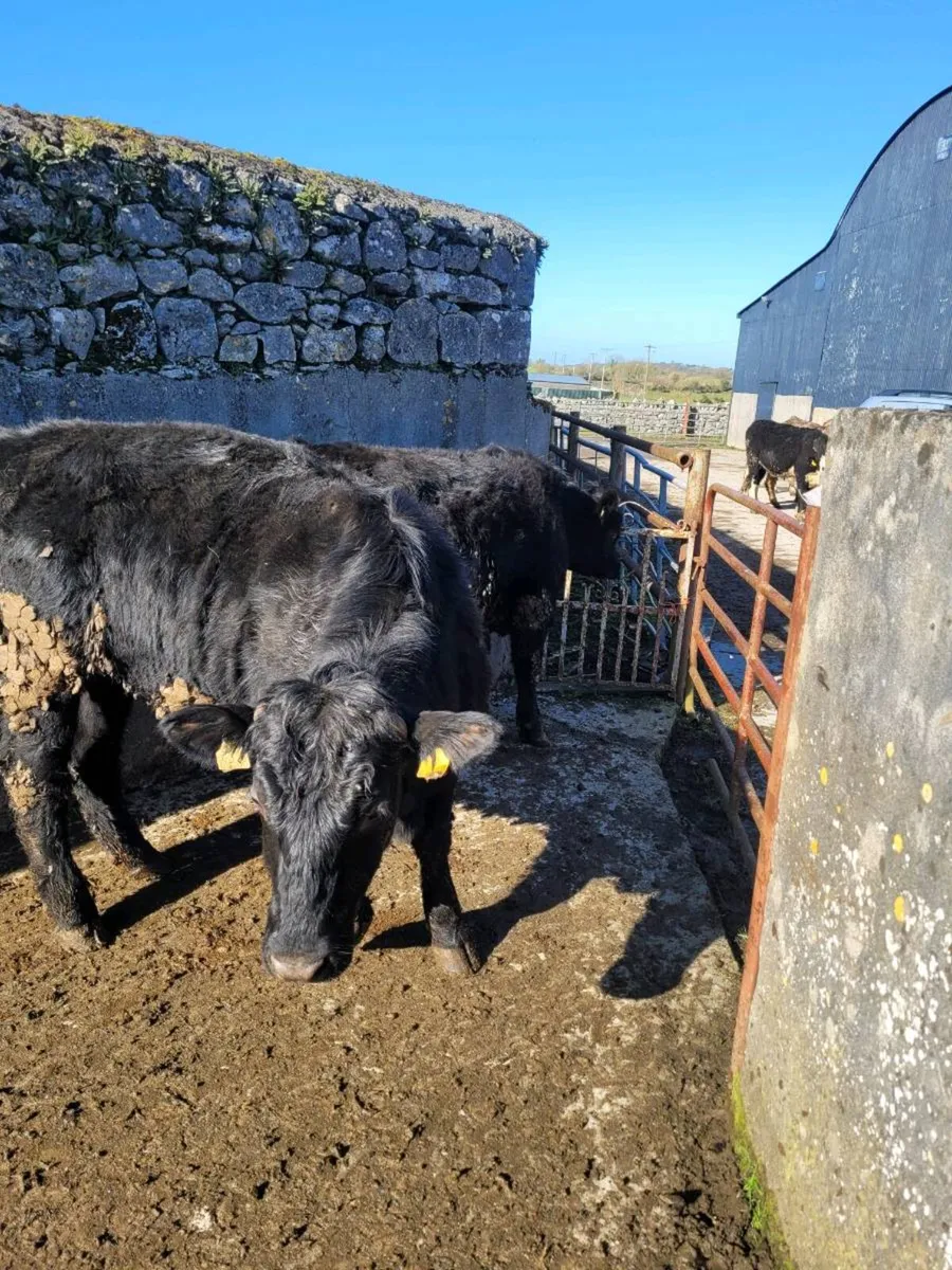 Angus Cattle Roscommon Mart 06-03 - Image 1