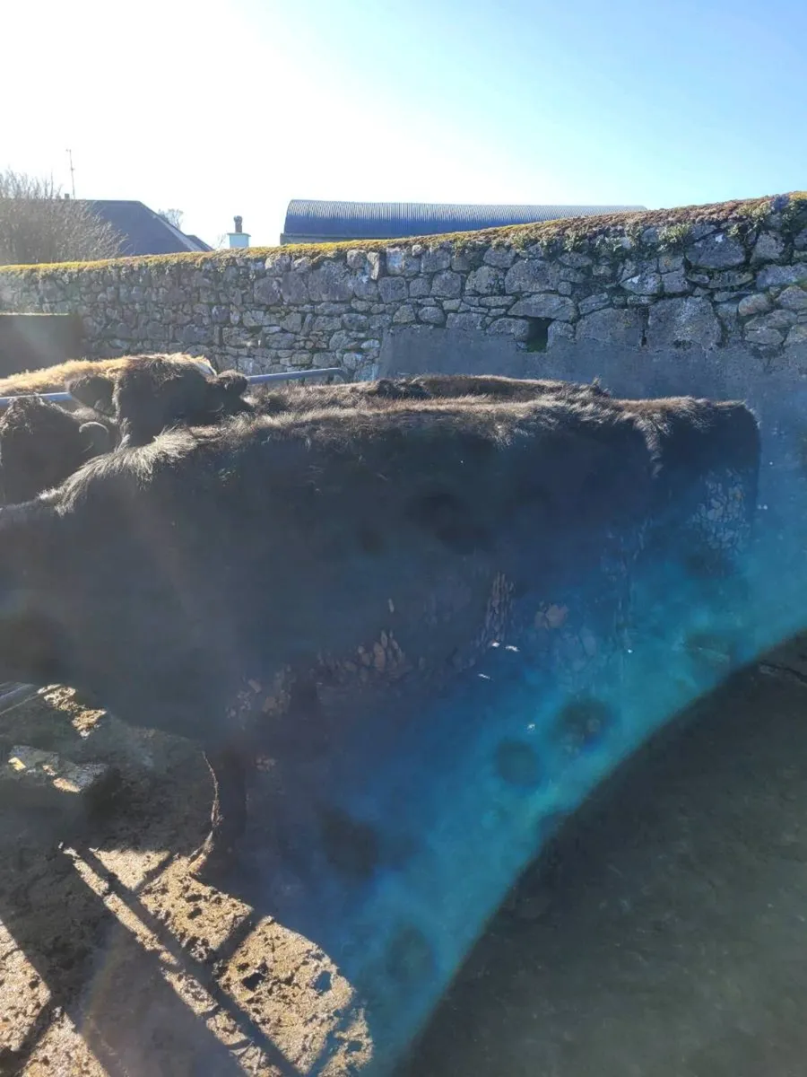 Angus Cattle Roscommon Mart 06-03 - Image 2