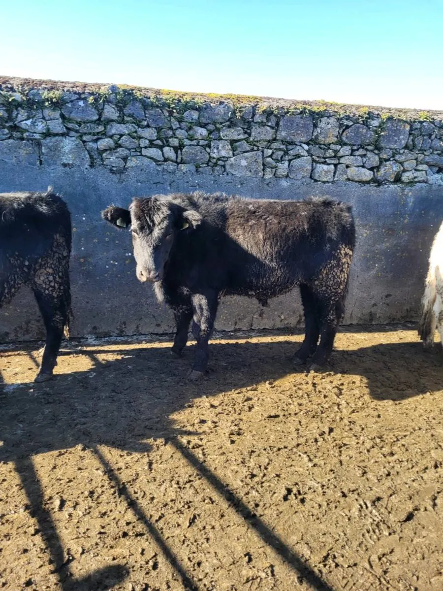 Angus Cattle Roscommon Mart 06-03 - Image 3