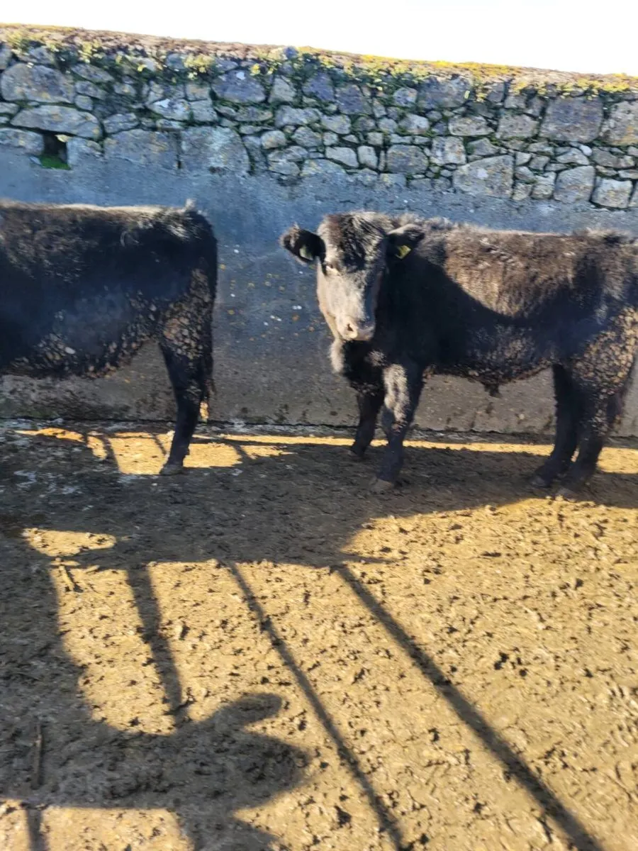 Angus Cattle Roscommon Mart 06-03 - Image 4