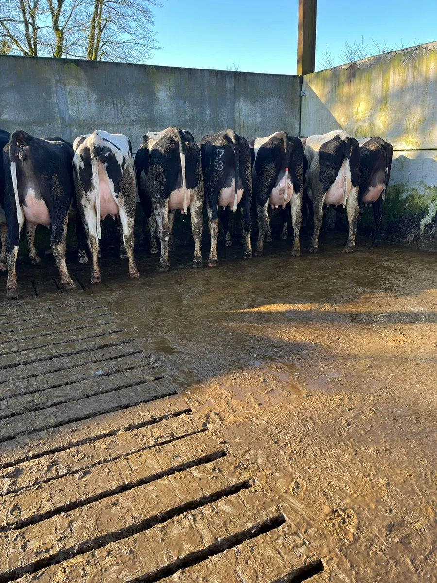 10 fresh calved heifers - Image 2