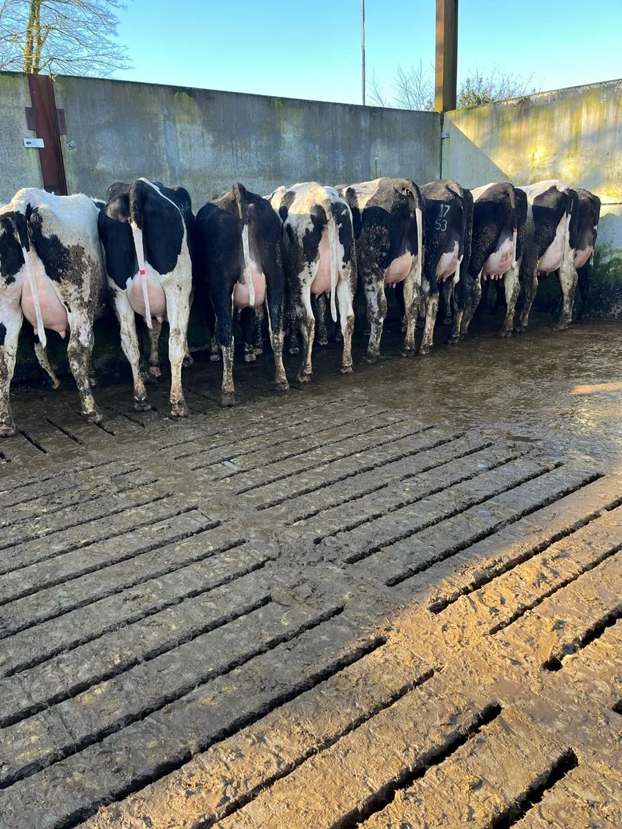 10 fresh calved heifers - Image 3