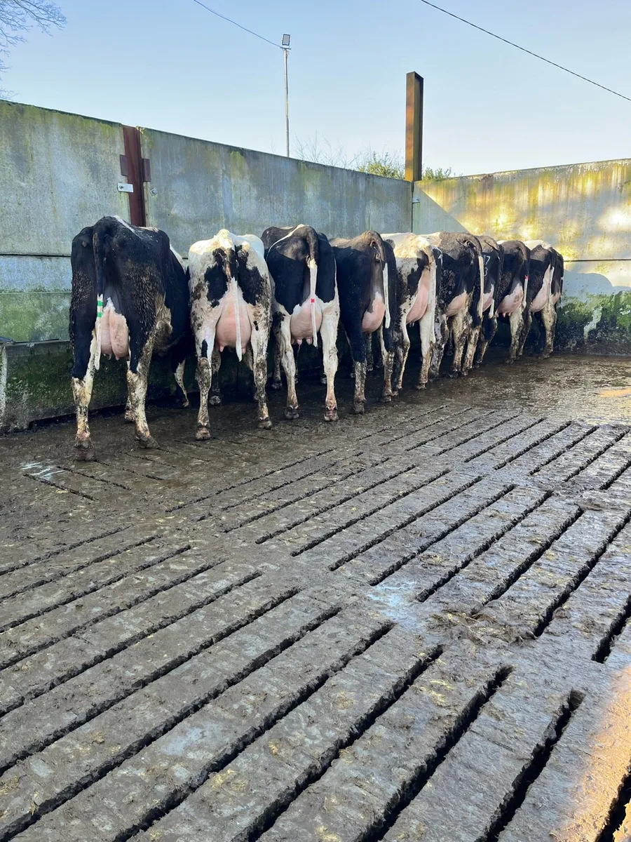10 fresh calved heifers - Image 4