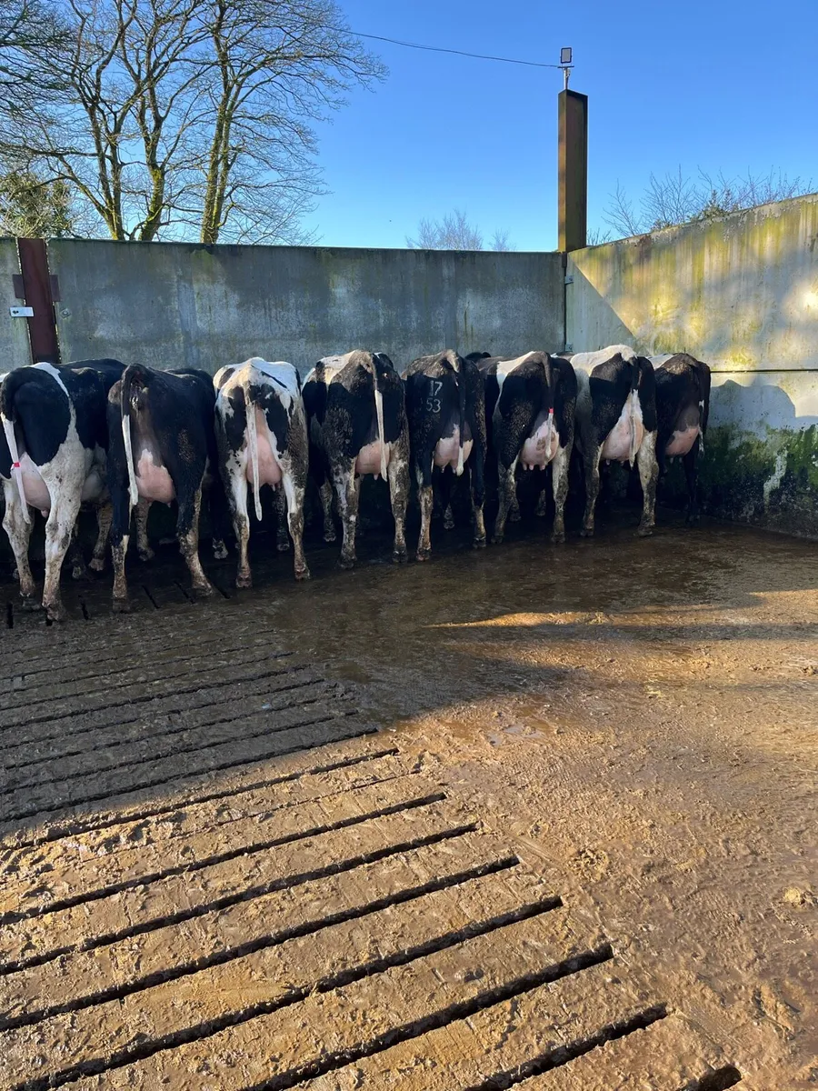 10 fresh calved heifers - Image 1