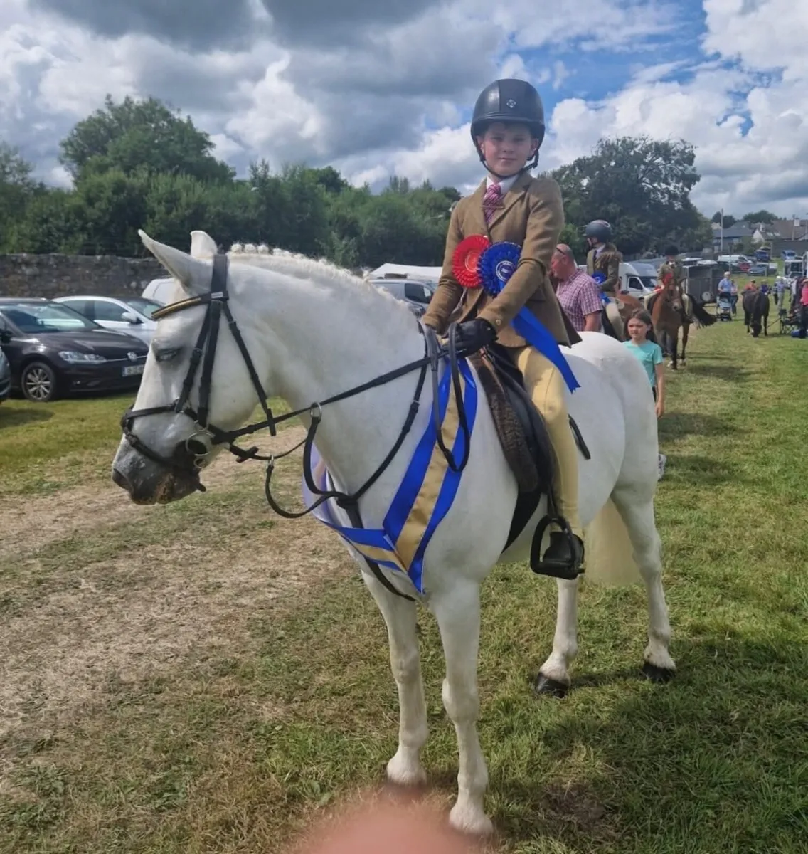 🇮🇪12.2 grade A Bayview Tom🇮🇪 - Image 2