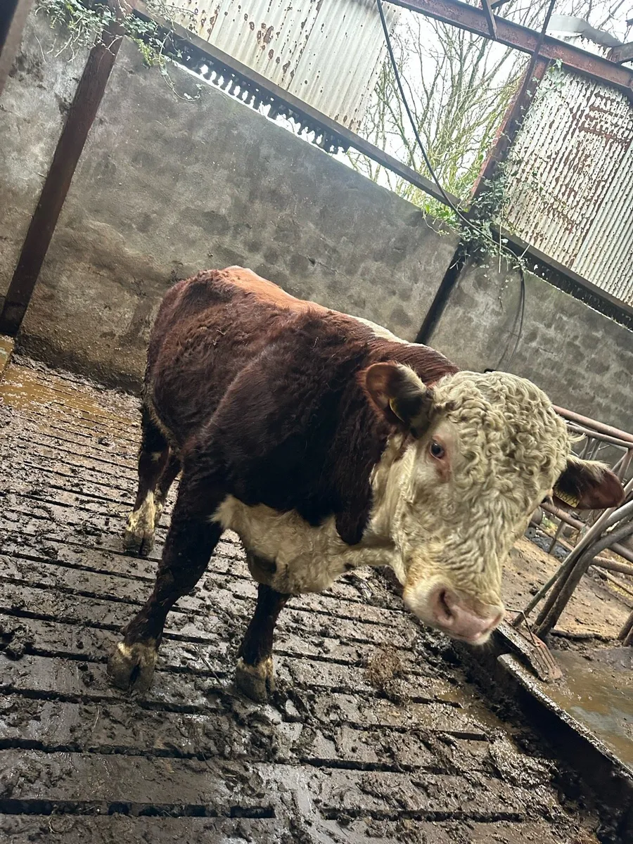 Pbr Hereford bull - Image 3