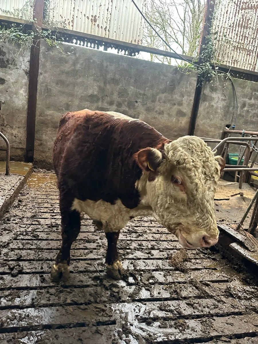 Pbr Hereford bull - Image 1