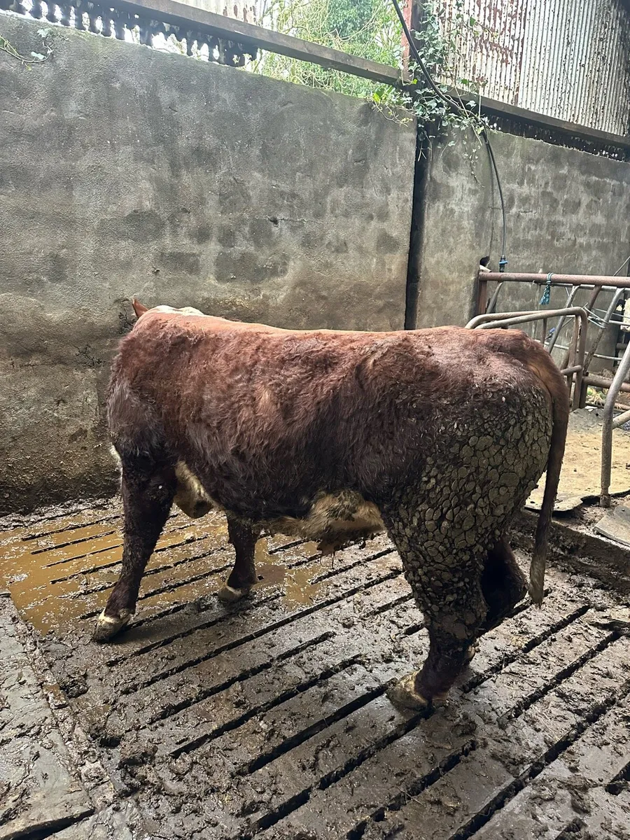 Pbr Hereford bull - Image 4