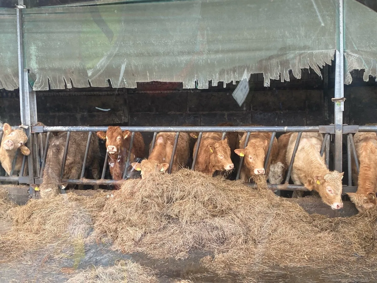 12  charlaois weanling bulls