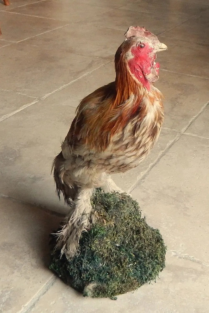 Vintage Taxidermy of Rooster - Image 3