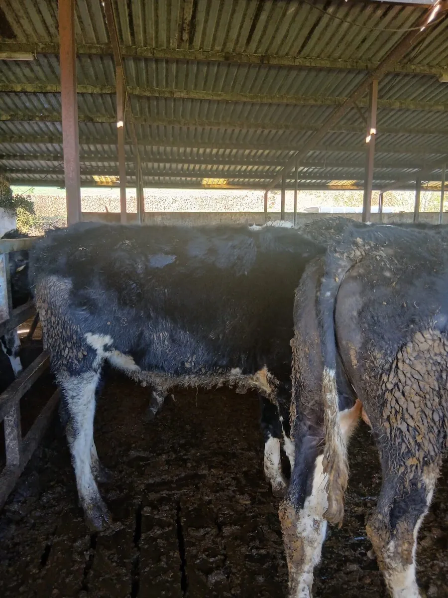 10 British FR Bullocks - Image 3