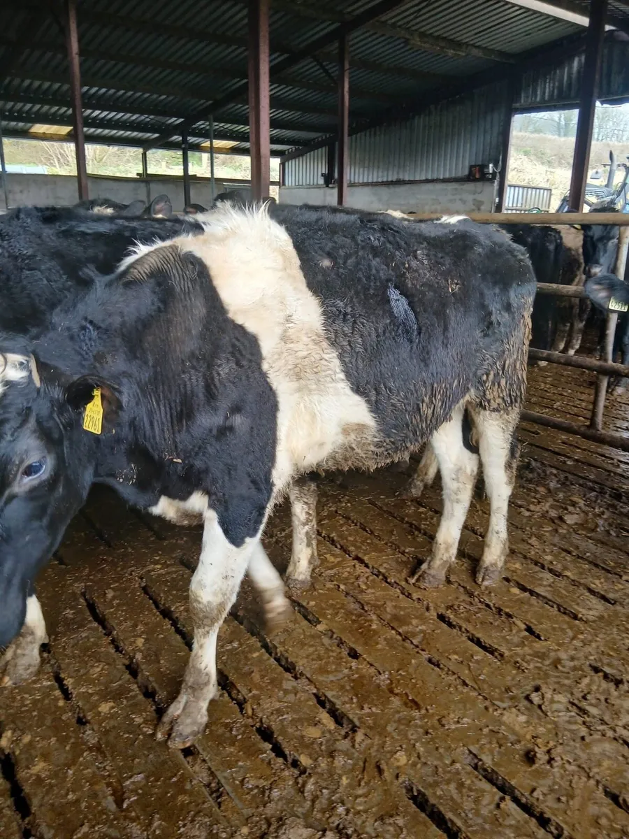 10 British FR Bullocks - Image 1