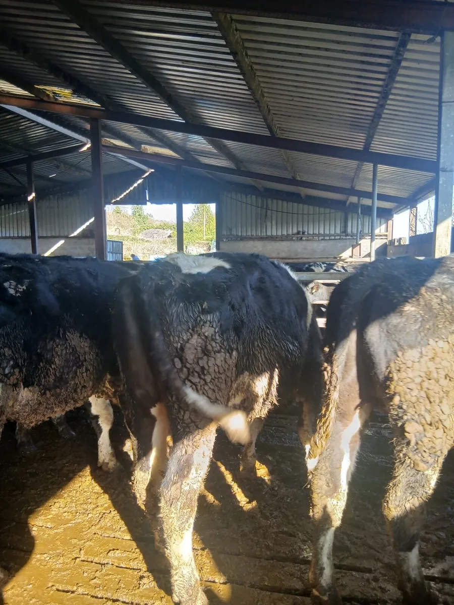 10 British FR Bullocks - Image 2