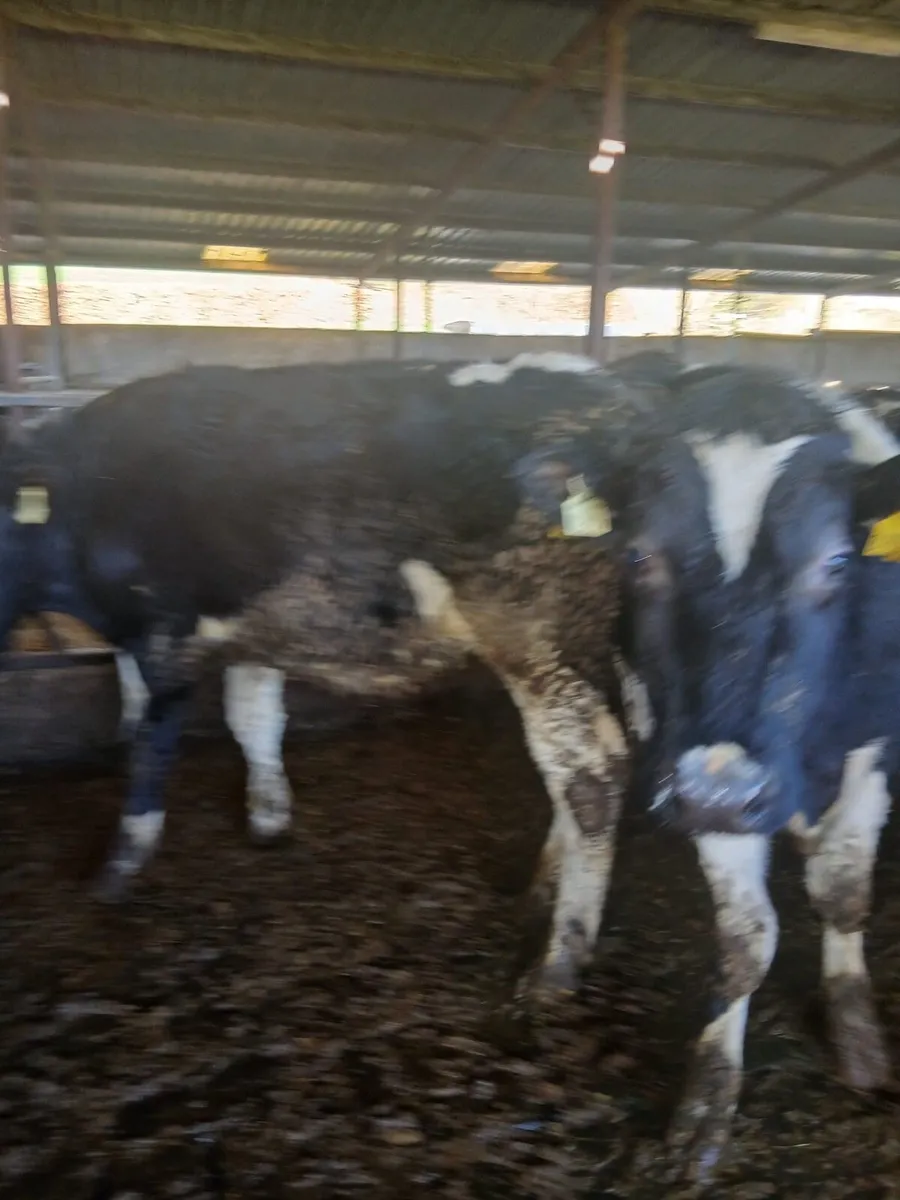 10 British FR Bullocks - Image 4