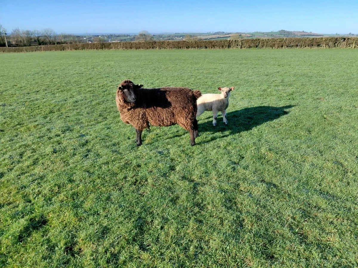 Ewes with lambs at foot - Image 2