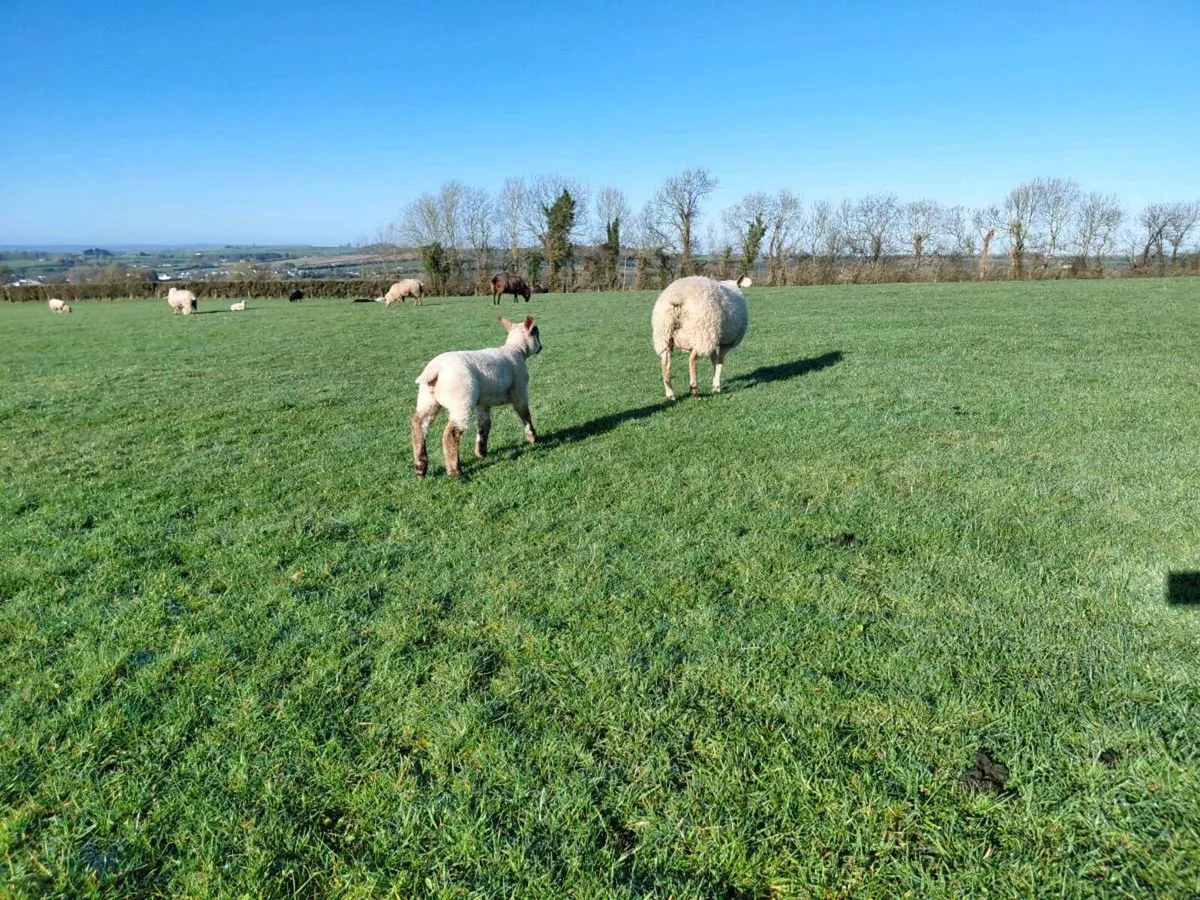 Ewes with lambs at foot - Image 3