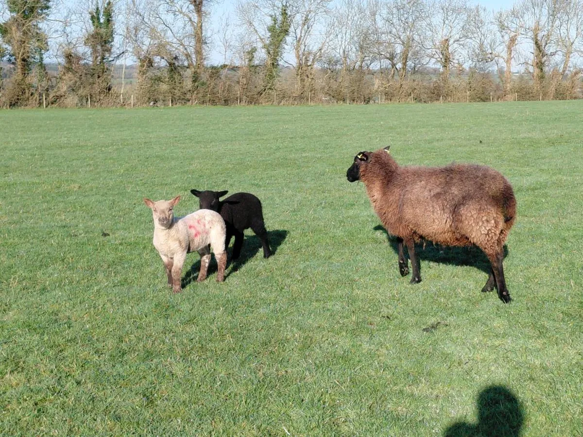 Ewes with lambs at foot - Image 4