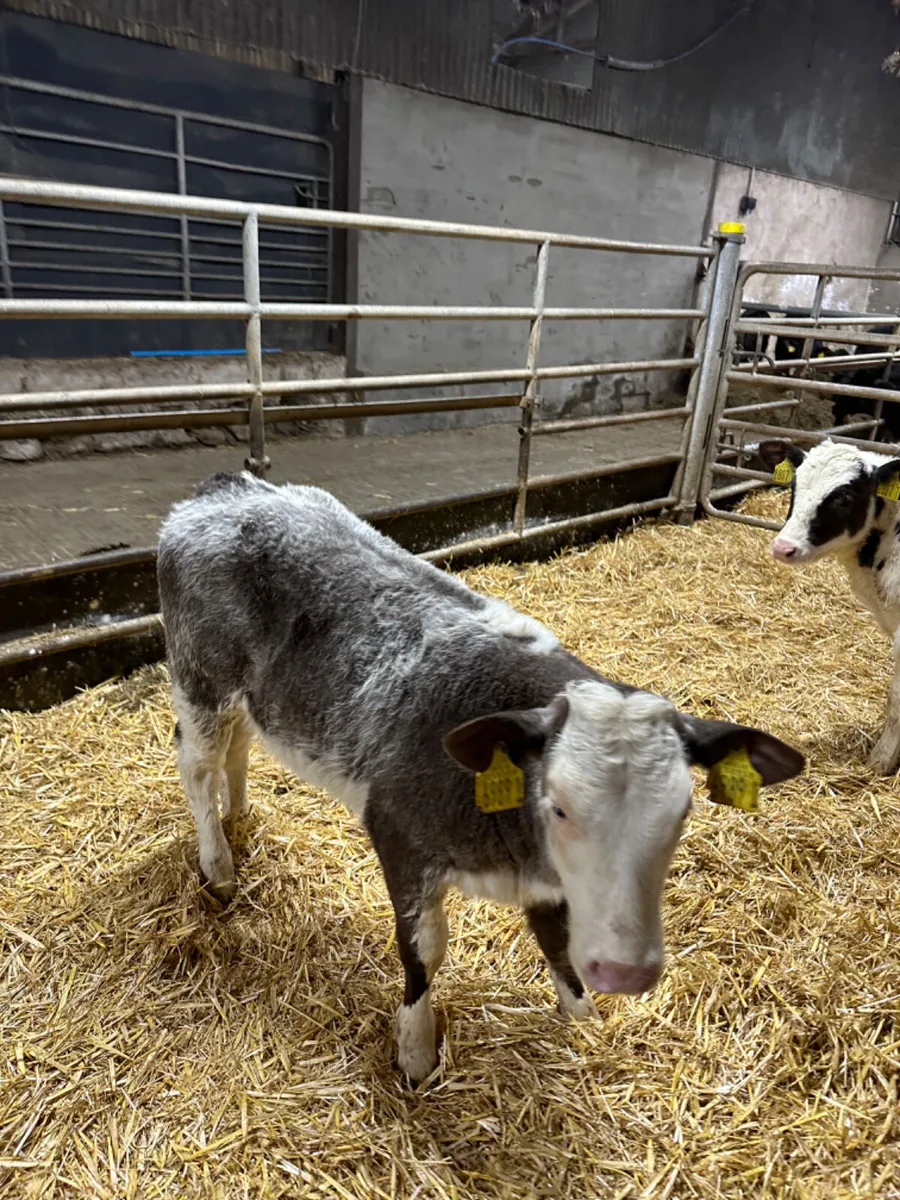 Charolais and blue heifers - Image 2