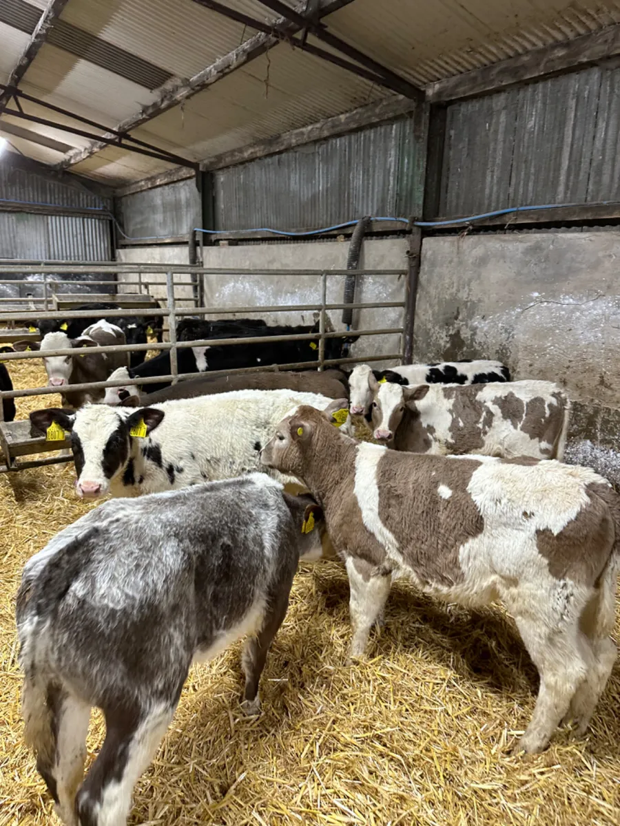 Charolais and blue heifers - Image 4