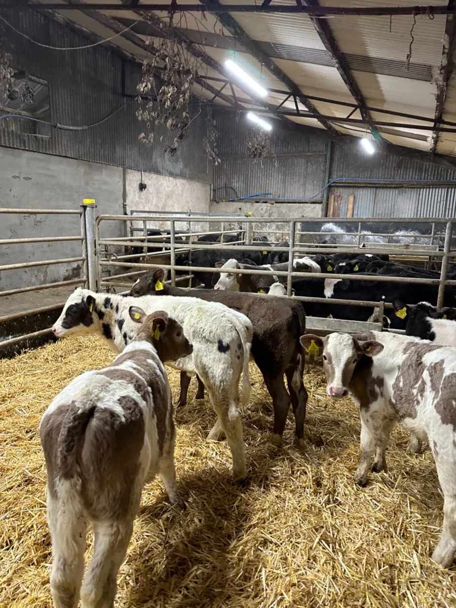 Charolais and blue heifers - Image 3