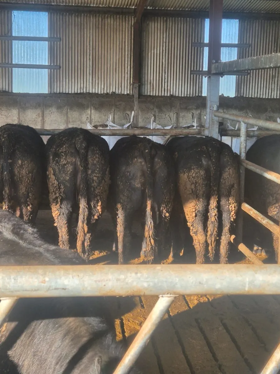 angus hiefers - Image 1