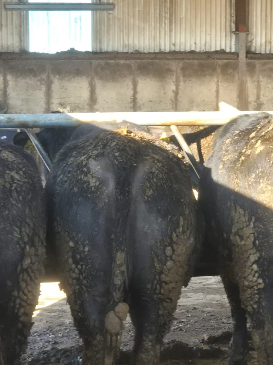 angus hiefers - Image 2