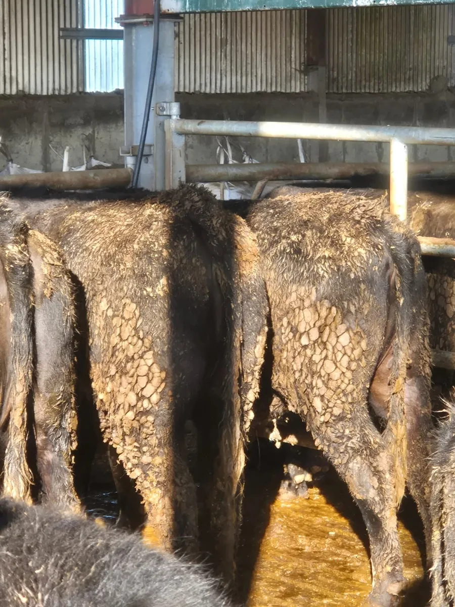 angus hiefers - Image 3