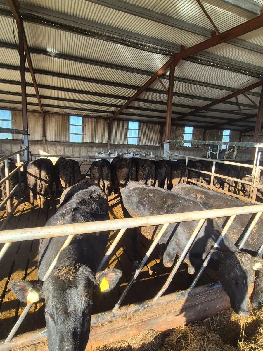 angus hiefers - Image 4