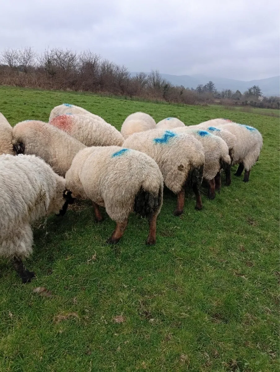 25 Organic Hoggets scanned in lamb - Image 1