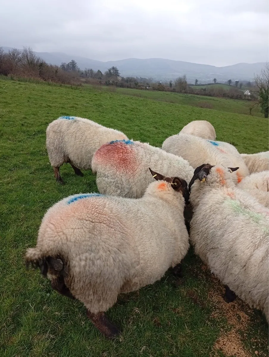 25 Organic Hoggets scanned in lamb - Image 2