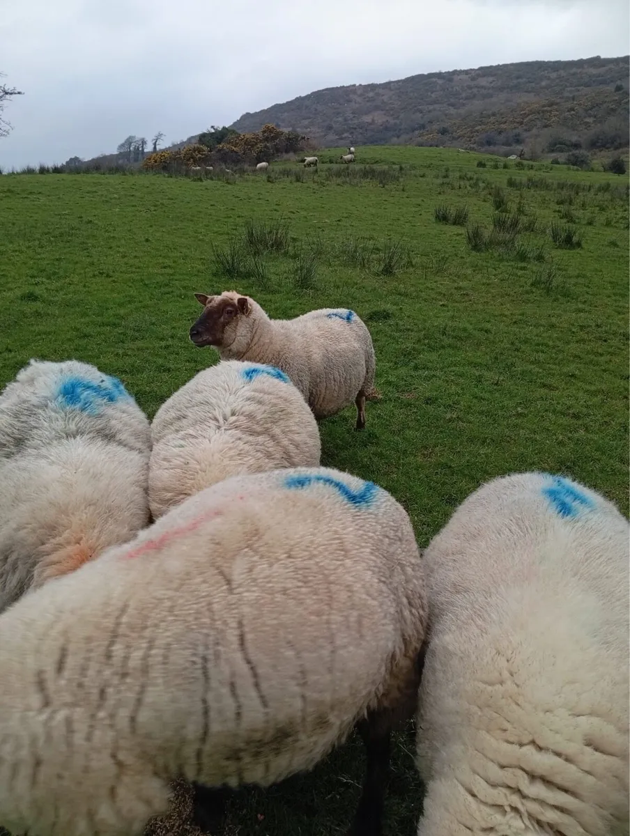 25 Organic Hoggets scanned in lamb - Image 3